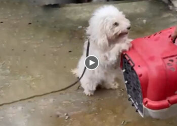 Motherly Instincts Aroused, She Rushed to Try to HUG the CAGE And Protect Her Pups