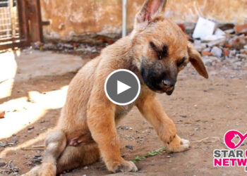 Rescued Street Puppy With Neurological disorder. | Severe Nerve Damage