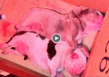 Newborn puppies was dumped on the street in cardboard in critical condition! They deserve a better