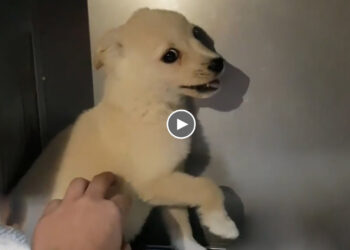 Poor Puppy Was Scared, Always Trying to Hide, Lost Faith in Humans… Now Become a Wonderful Boy