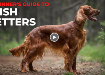 BEGINNER’S GUIDE TO THE IRISH SETTER