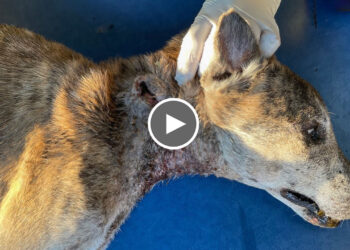 Maggots and an Alarming Infection were Discovered in the Dog’s Neck Wound | Stunning Recovery