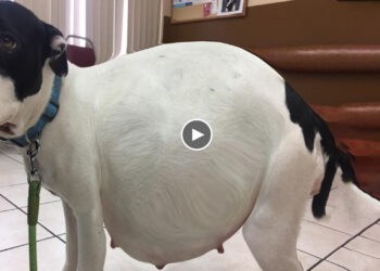 Pregnant dog was left alone on the rooftop of an abandoned house desperate waiting for help!