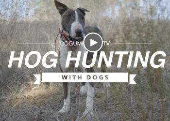 HOG HUNTING WITH DOGS