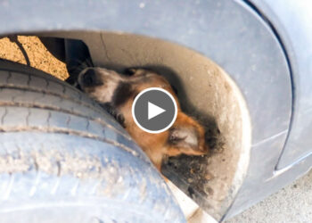 Adorable Puppy Gets its Head Stuck in the Tire
