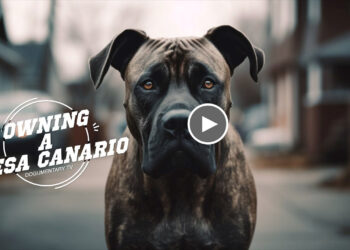 OWNING A PRESA CANARIO