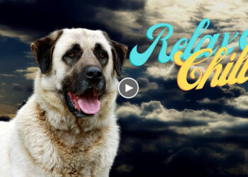 RELAX AND CHILL: KANGAL LOVER’S STYLE