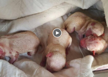 They dumped 4 newborn puppies beside the road crying in pain but they fighting strong to live!