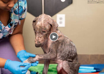 He Was Touched By Love, He Did Not Expect That One Day He Would Be Loved So Much