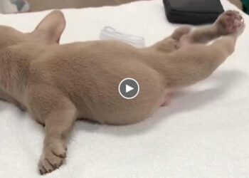 Puppy’s Legs Are Almost Totally Backwards! He walk just like swimming!!
