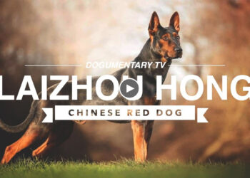 UNDERSTANDING THE LAIZHOU HONG, THE CHINESE RED DOG
