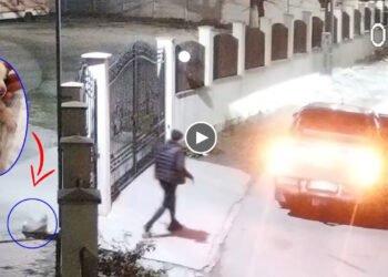 Newborn Puppy Cried Continuously for Nearly 10 Hours in a Bag After Being Thrown Into a Shelter Gate