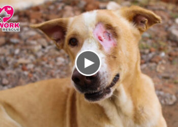 Rescue Stray Dog with Massive Head wound. | Fully Recovered.
