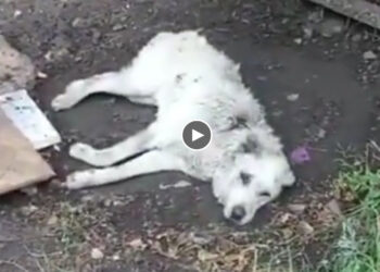 People Watched Indifferently As He Was Rotting, Being Eaten by Worms.. Efforts Were Well Rewarded