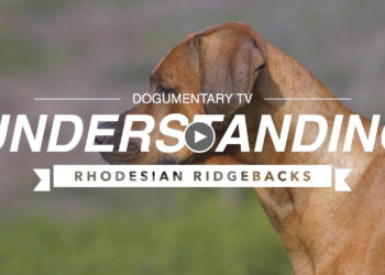 UNDERSTANDING RHODESIAN RIDGEBACKS