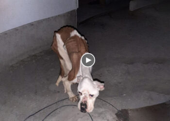 Skinny Dog Was Neglected in A Barn, She Was Never Fed, Never Heard a Word of Love From Her Owner