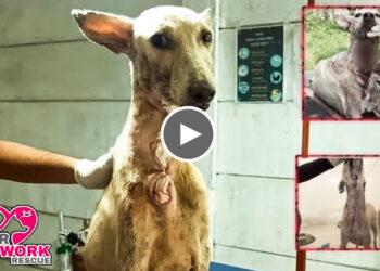 Rescue Street Dog with Massive wound on his Neck | Fully Recovered.