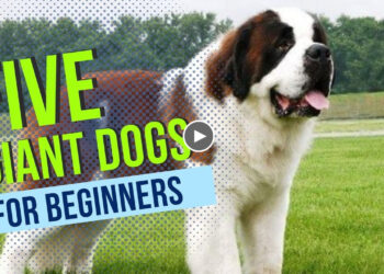 GIANT DOG BREEDS FOR BEGINNERS