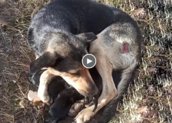 Mother Dog Hugs Her Cubs, Trying to Protect Her Even Though She Has Many Wounds On Her Body