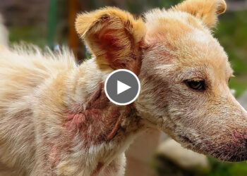 Rescue Street dog with Massive Neck Wound and Huge Abscess in back.