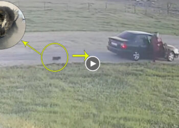 The Woman Abandoned The Small Puppy Like Garbage, Although The Baby Still Quietly Ran After Her