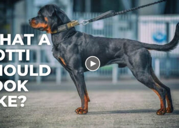 WHAT Y’ALL THINK ABOUT THIS ROTTWEILER?!!!