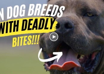 10 DOG BREEDS WITH DEADLY BITES
