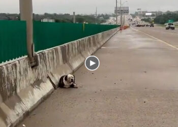 She Was Stuck On Highway, Helplessly Watching Thousands People Pass By But No One Stopping to Help