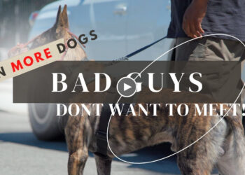 TEN MORE DOGS THE BAD GUYS DON’T WANT TO MEET!