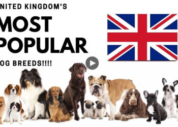 TEN MOST POPULAR DOG BREEDS IN THE UNITED KINGDOM