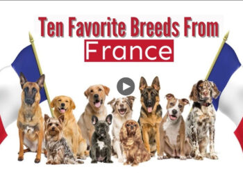 MY TEN FAVORITE FRENCH DOG BREEDS!
