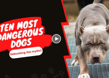 TEN MOST DANGEROUS DOG BREEDS!!!