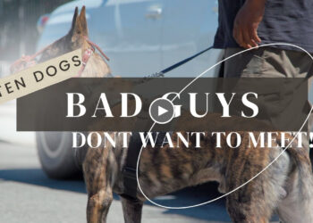 TEN DOGS BAD GUYS DON’T WANT TO ENCOUNTER