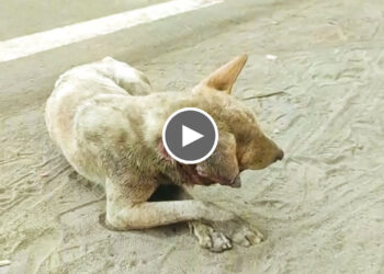 Stray Dog’s Ear Saved After Being Eaten by Flesh-Eating Worms