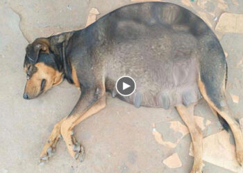 Pregnant mom dog approached and asked me to help her puppies! 90 days puppies journey!