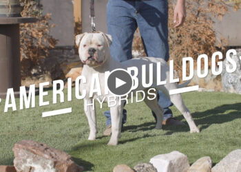REFINING THE HYBRID AMERICAN BULLDOG