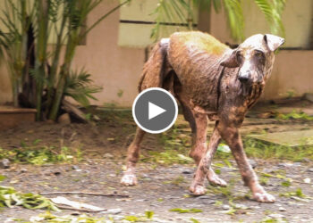 Dog’s rescue from severe skin Disease, wounds full of maggots, and hematoma