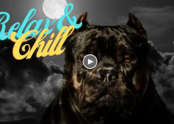 RELAX AND CHILL: BULLY LOVER STYLE