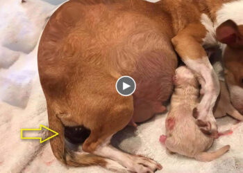 60 days heartbreaking journey from a stray pregnant mom, giving birth to 7 puppies!