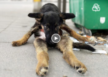 The Way He Hides His Face With His Paws Seems to Say That He is Ashamed of What Has Become of Him