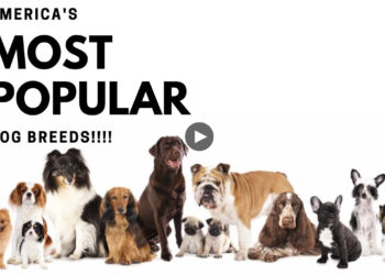 10 MOST POPULAR DOG BREEDS IN THE UNITED STATES