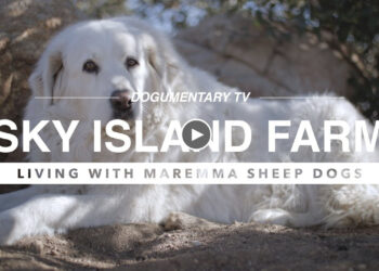 ALL ABOUT LIVING WITH MAREMMA SHEEP DOGS
