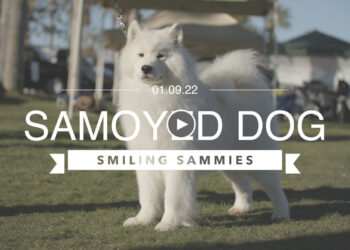 THE SMILING SAMOYED DOG