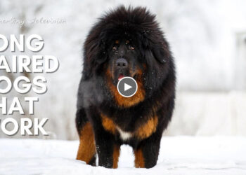 FABULOUS FIVE: LONG HAIRED DOG BREEDS THAT WORK!!!