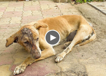 A Dog twitching in pain from a head wound was rescued.