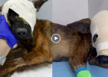 The Miraculous Transformation of a Poor Dog Attacked by Parasites, Losing Half of His Face
