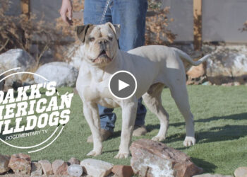AMERICAN BULLDOG YARD TOUR