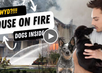 WHAT WOULD YOU DO, YOUR HOUSE IS ON FIRE AND YOUR DOG(S) ARE INSIDE?!!!