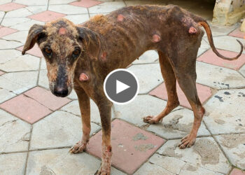 Incredible makeover of a mange-suffering street dog who was rescued.