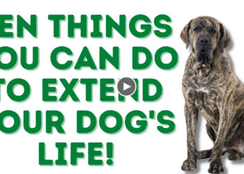 TEN THINGS TO EXTEND YOUR DOG’S LIFE